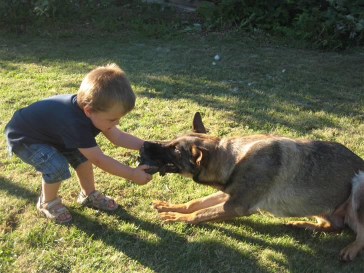 Schæferhund Dj'appes Ippe R.I.P. - så træk dog til barn :-) billede 9