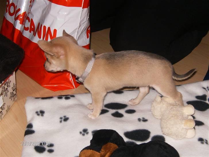 Chihuahua Ozzy - Sikke mange nye ting den lille fyr skal undersøge - han får rigeligt at se til! billede 8