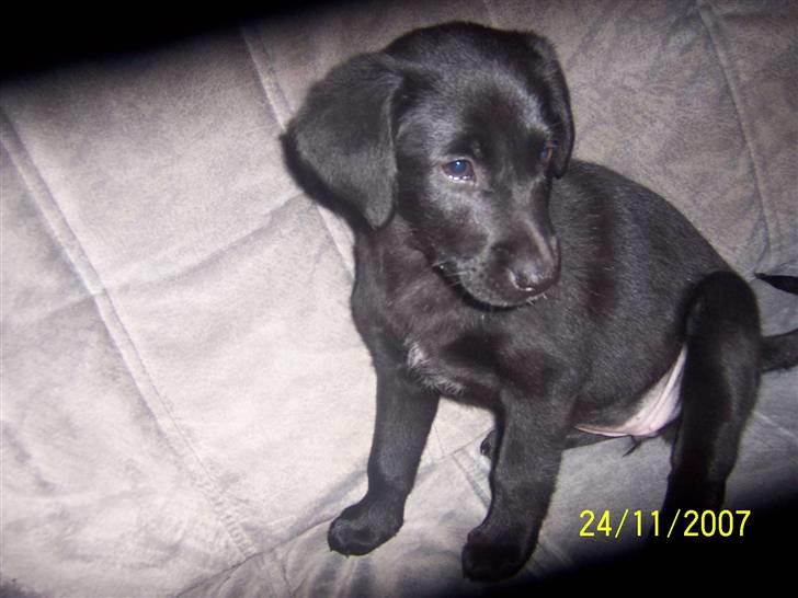 Blanding af racer Schilla - Mm´ jeg er en lækker lille sag ;) billede 18