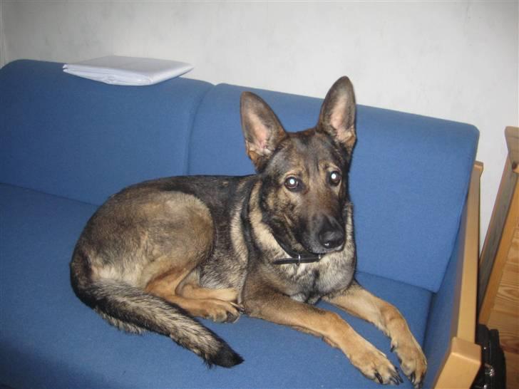 Schæferhund Dj'appes Ippe R.I.P. - det er altså min sofa billede 10