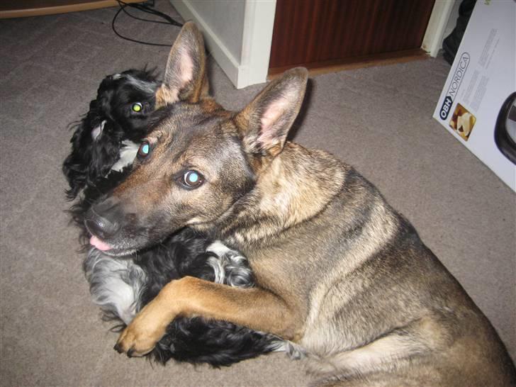 Schæferhund Dj'appes Ippe R.I.P. - ja ja kvinder er det stærke køn  billede 11