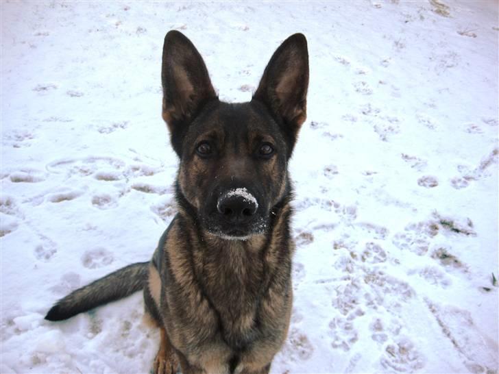 Schæferhund Dj'appes Ippe R.I.P. - både hvid i skægget og hvid på næsen billede 12