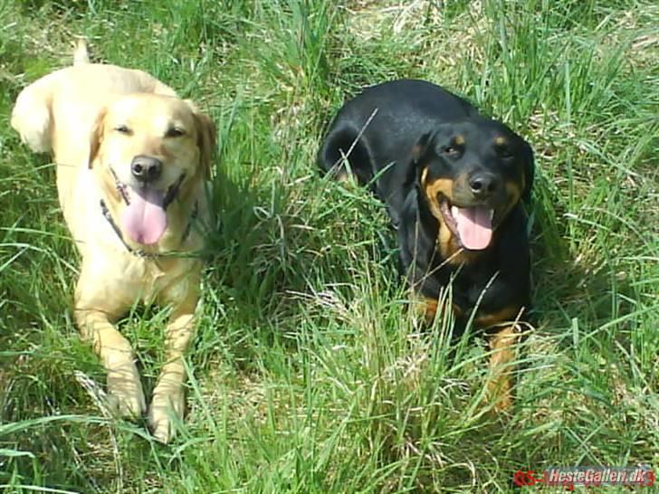 Labrador retriever Laurs RIP billede 12