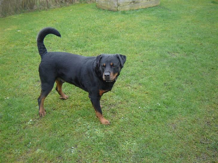 Rottweiler Tjano billede 1