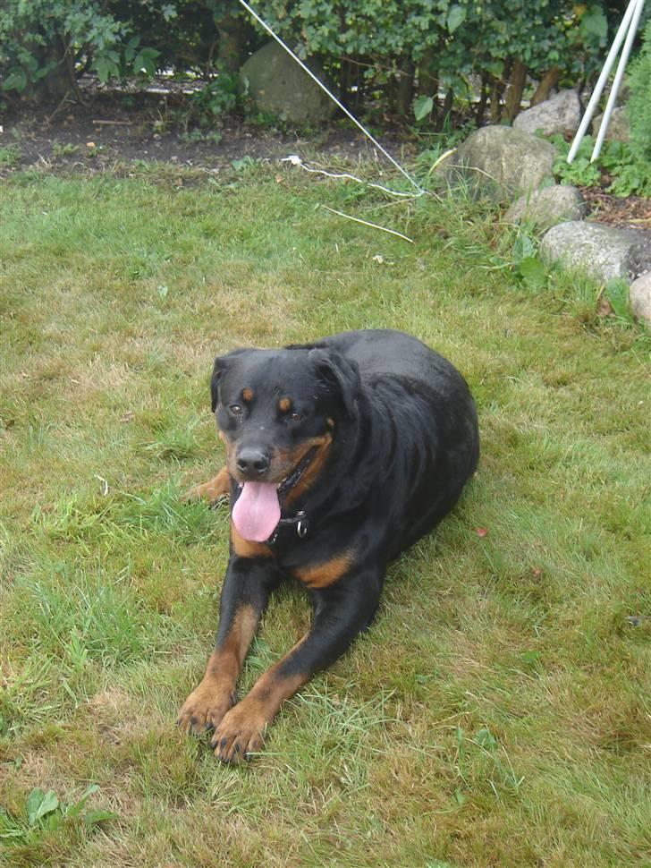 Rottweiler Tjano billede 2