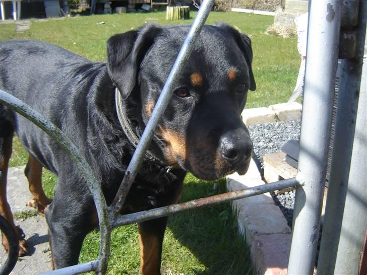 Rottweiler Tjano billede 4