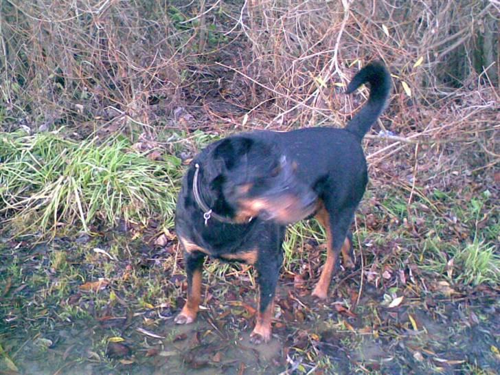 Rottweiler Tjano billede 5