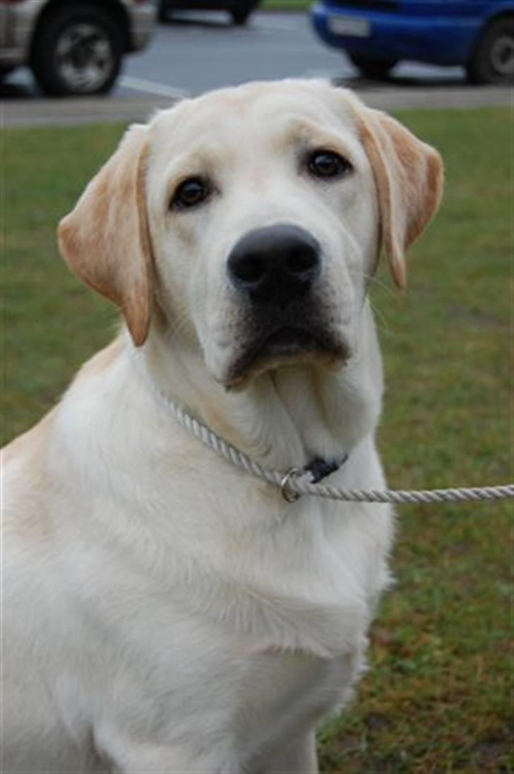 Labrador retriever Aalflasker Yellows Loke billede 14