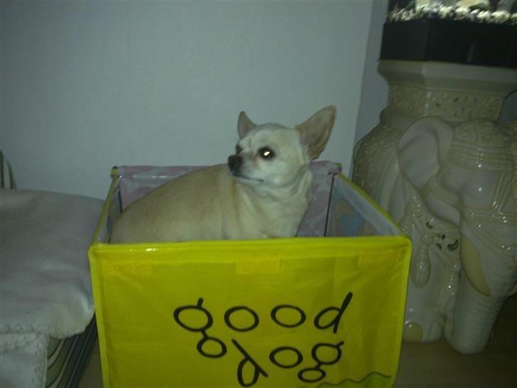 Chihuahua snaske billede 2