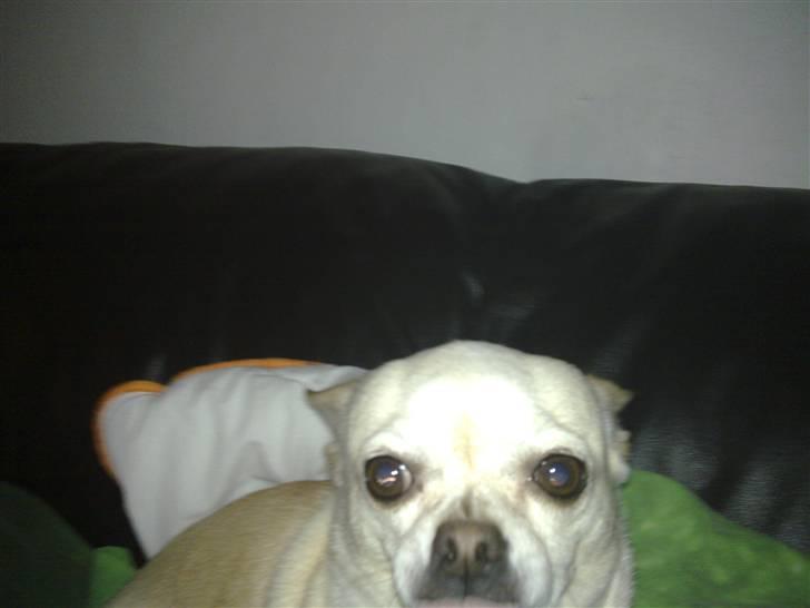 Chihuahua snaske billede 3