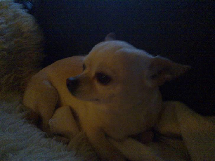 Chihuahua snaske billede 4