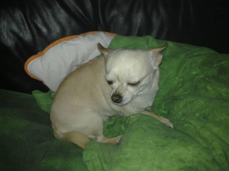 Chihuahua snaske billede 5