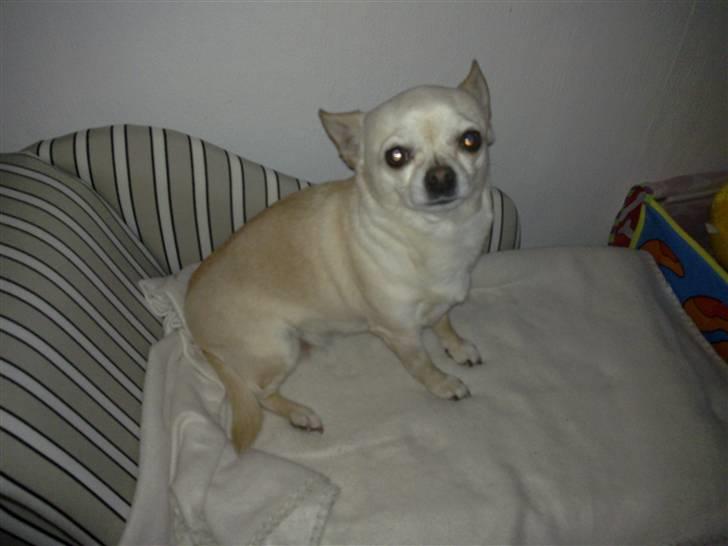 Chihuahua snaske billede 6