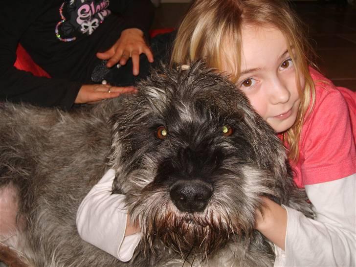 Riesenschnauzer Debbie (Død) - Min Søde Lille Vuffer! billede 5