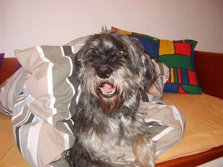 Riesenschnauzer Debbie (Død) billede 6