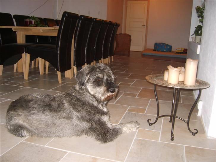 Riesenschnauzer Debbie (Død) billede 7