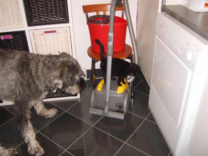 Riesenschnauzer Debbie (Død) - Hvad er du forn een..? billede 8