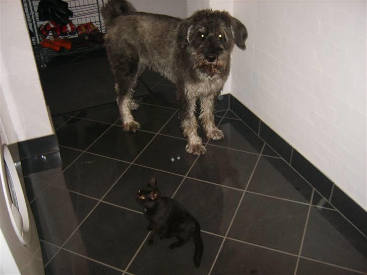 Riesenschnauzer Debbie (Død) billede 9