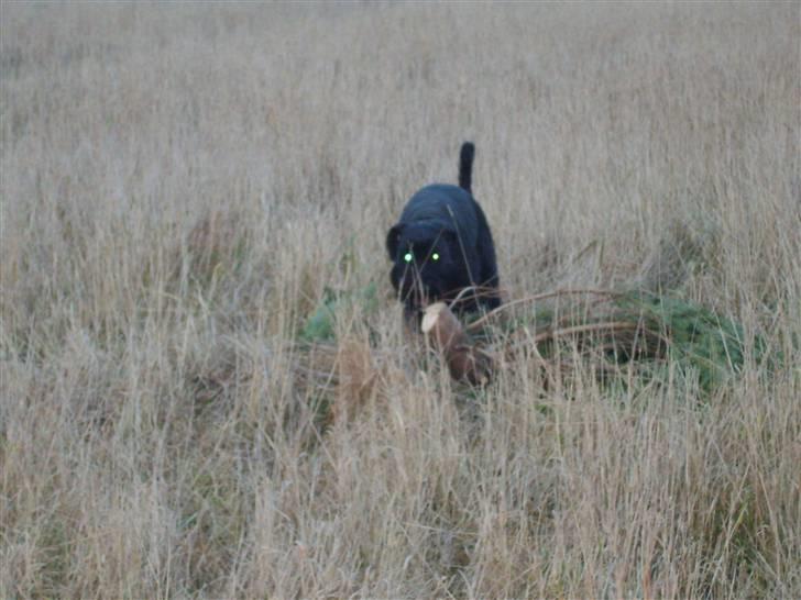 Riesenschnauzer Liva (ikk vores mere) billede 12