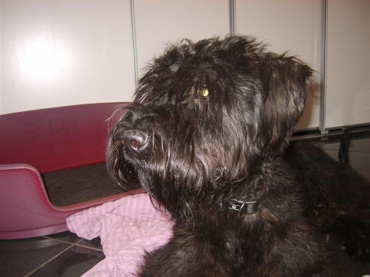 Riesenschnauzer Liva (ikk vores mere) billede 13