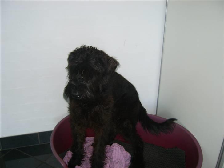Riesenschnauzer Liva (ikk vores mere) billede 14