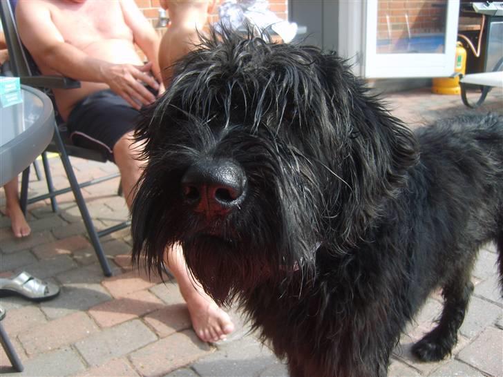 Riesenschnauzer Liva (ikk vores mere) - Hmmm hvem er du..? billede 15