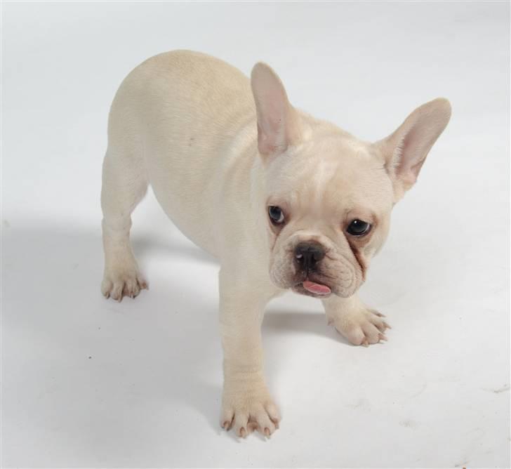 Fransk bulldog Dixie Baby DVDB billede 3