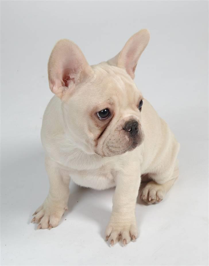 Fransk bulldog Dixie Baby DVDB billede 4