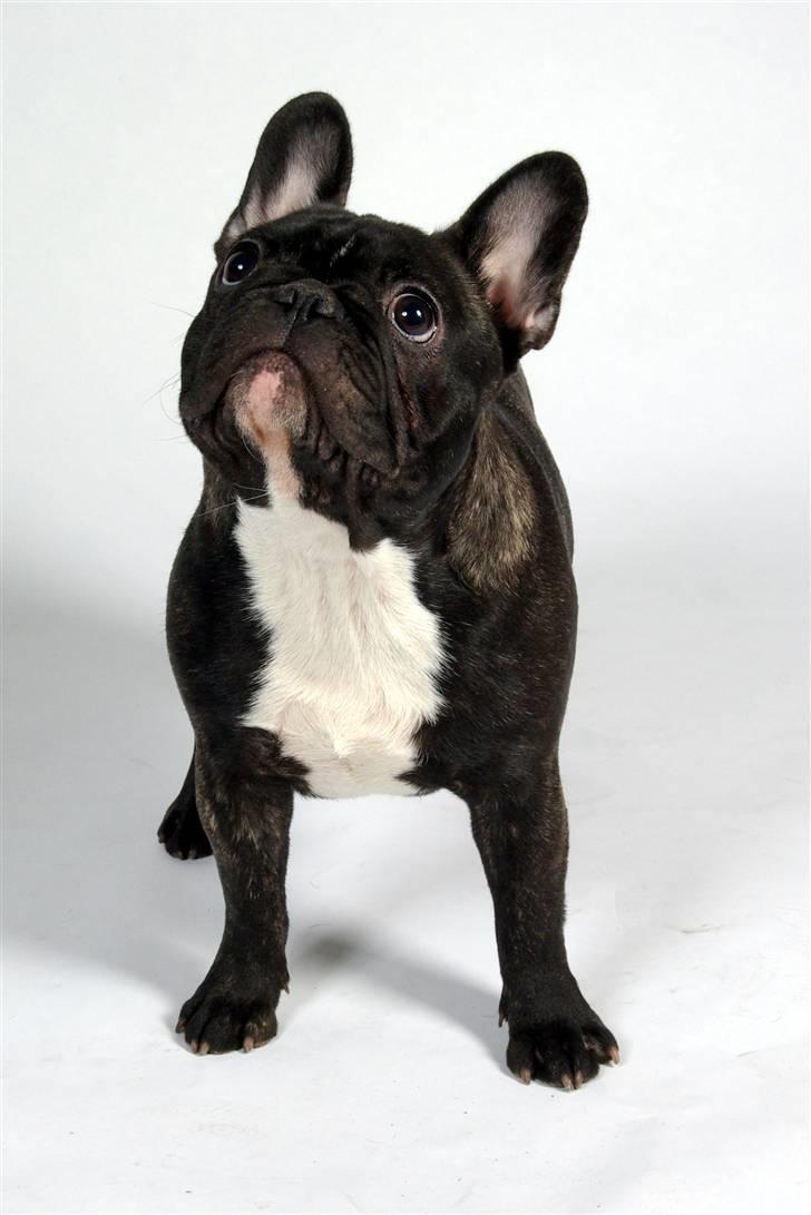 Fransk bulldog Lui Aimeé Coco Chanel billede 17