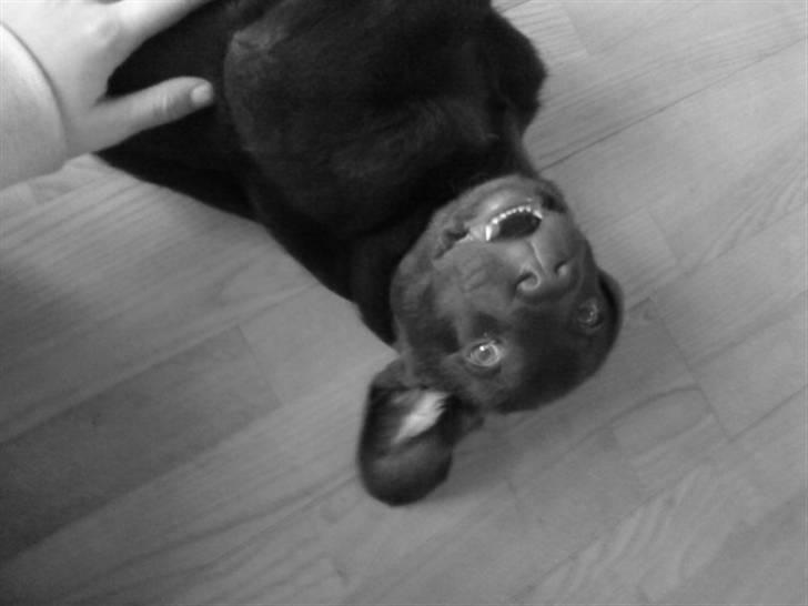 Labrador retriever Simba billede 7