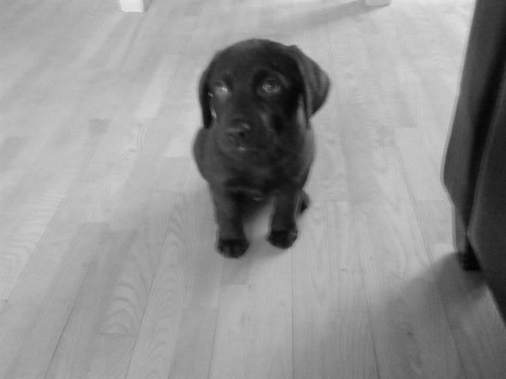 Labrador retriever Simba billede 8