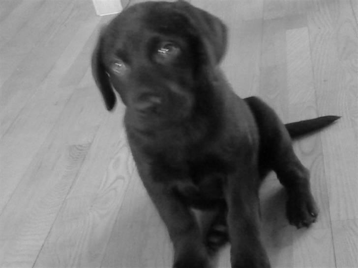 Labrador retriever Simba billede 9