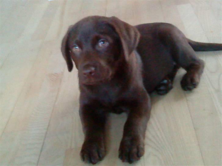 Labrador retriever Simba billede 10