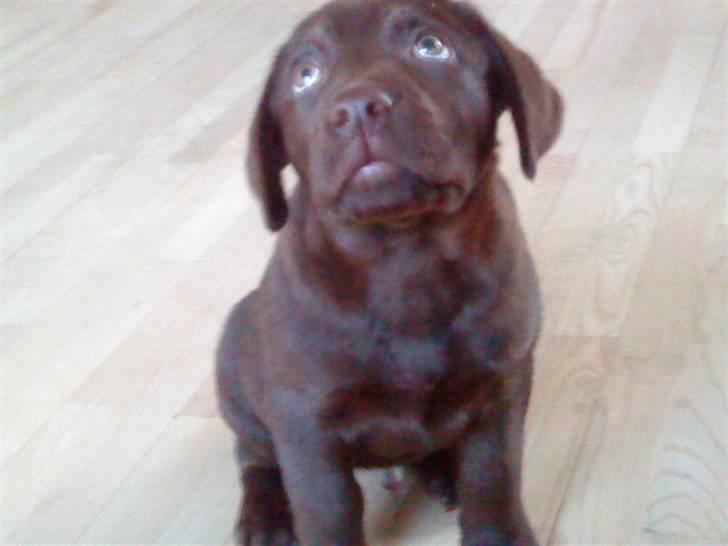 Labrador retriever Simba billede 11