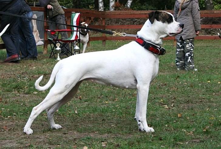 Blanding af racer Mills´ Madame Mayhem - Maddie 3 år  billede 1