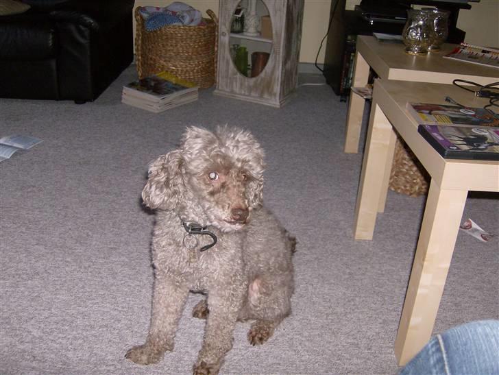 Mellempuddel Bamse R.I.P 10-03-11 billede 1