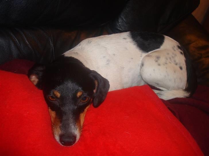 Dansk svensk gaardhund kejsa ( min morfars ) - hej og velkommen på kejsa´s profil =) billede 7