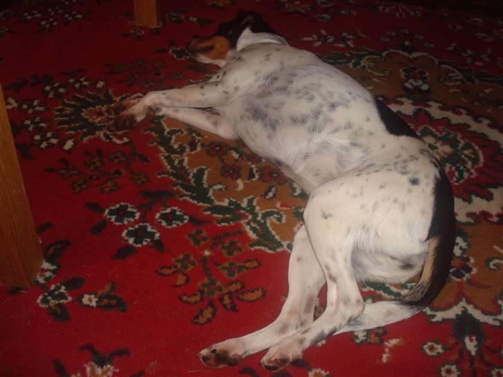 Dansk svensk gaardhund kejsa ( min morfars ) - ligger lige og slapper af C; billede 8