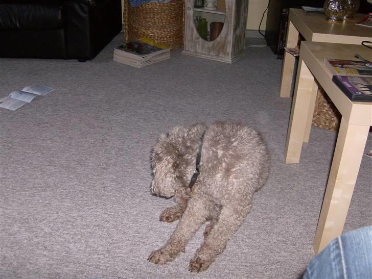 Mellempuddel Bamse R.I.P 10-03-11 billede 2