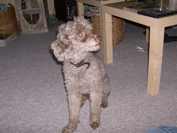 Mellempuddel Bamse R.I.P 10-03-11 billede 3