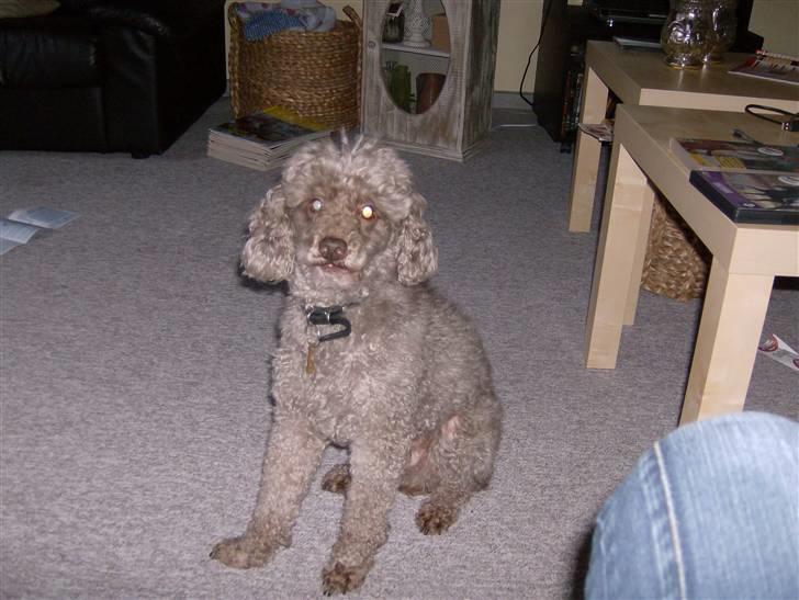 Mellempuddel Bamse R.I.P 10-03-11 billede 4