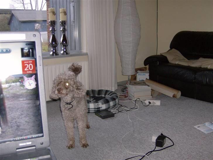 Mellempuddel Bamse R.I.P 10-03-11 billede 5