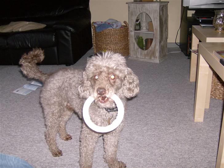 Mellempuddel Bamse R.I.P 10-03-11 billede 6