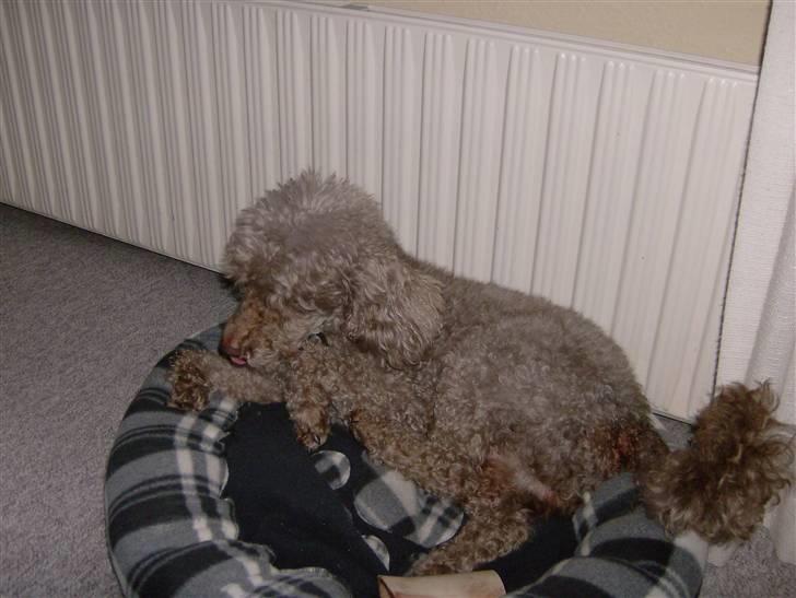 Mellempuddel Bamse R.I.P 10-03-11 billede 7