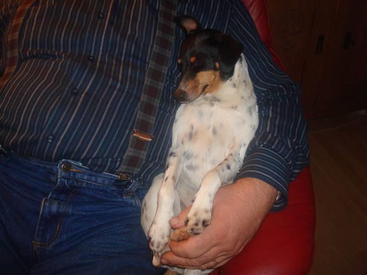 Dansk svensk gaardhund kejsa ( min morfars ) - putter med far =D billede 9