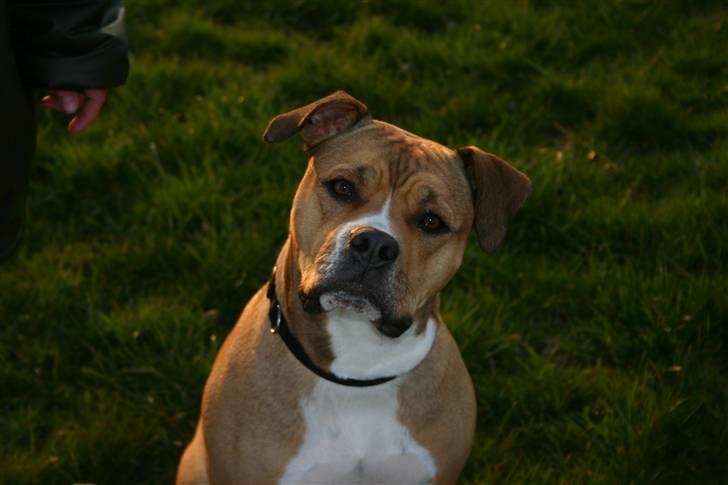 Blanding af racer Cookie RIP - Cookie billede 1