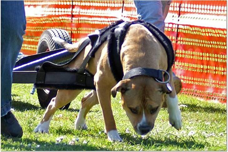 Blanding af racer Cookie RIP - Weightpull billede 2