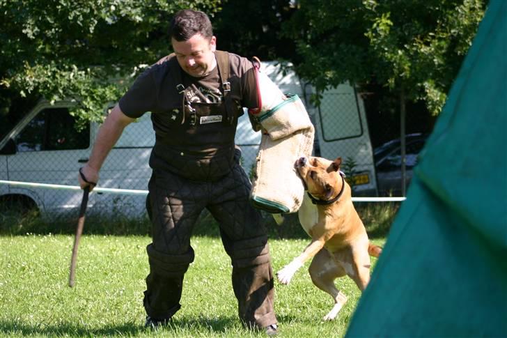 Blanding af racer Cookie RIP - IDT3 Tyskland 8/4 2007 billede 3