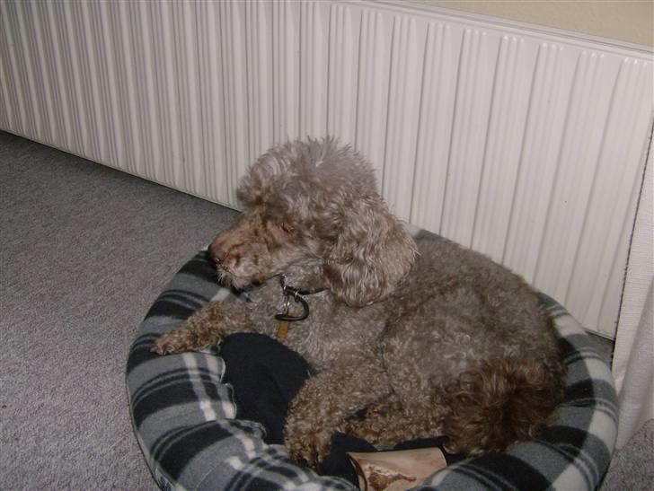 Mellempuddel Bamse R.I.P 10-03-11 billede 9