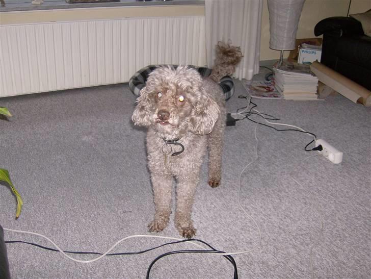 Mellempuddel Bamse R.I.P 10-03-11 billede 10